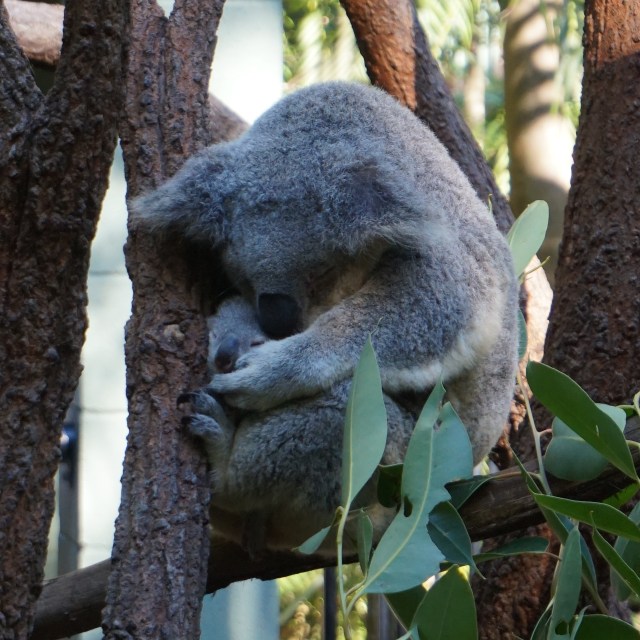 Pic 2017-0709 Australia Zoo (61) edit