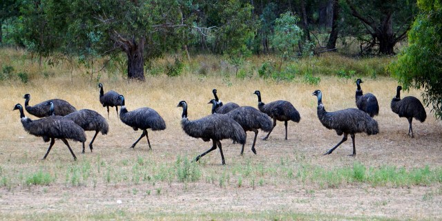 Pic 2018-0120 10 Wildlife (40) Edit