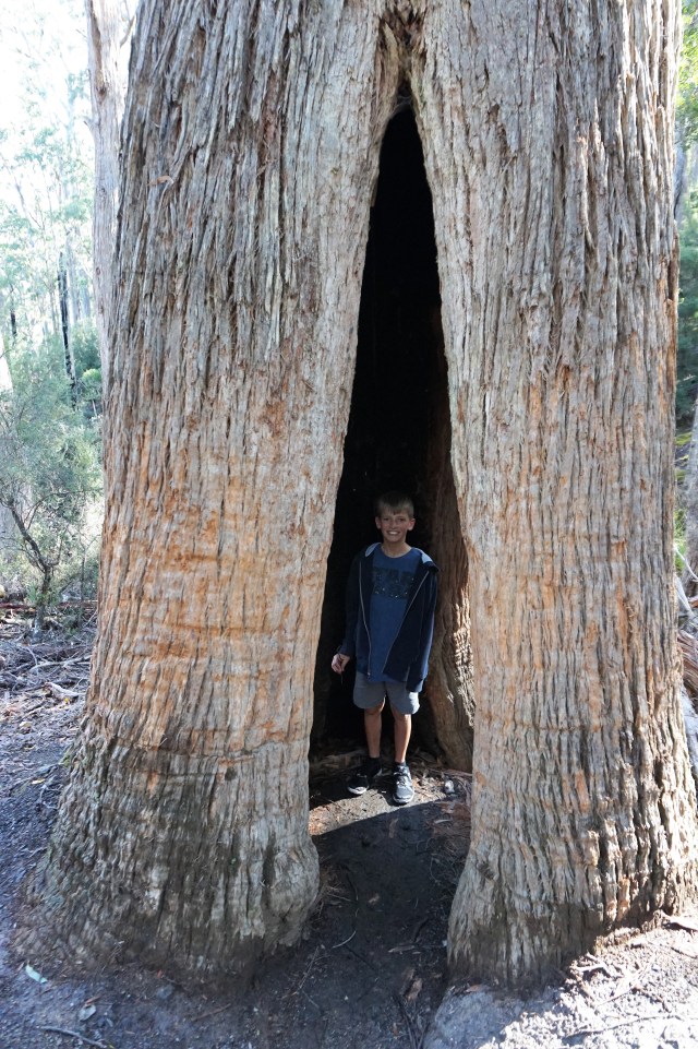 Pic 2018-0330 06 Mt Field 3 Falls Trail (9) Edit