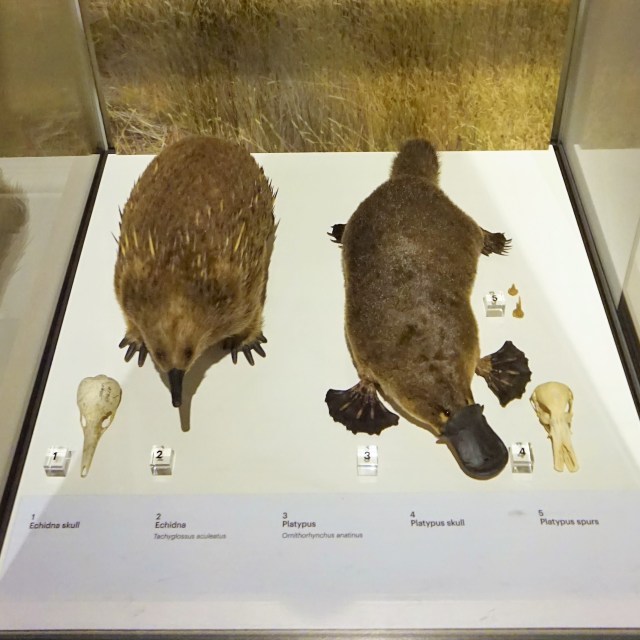 Pic 2018-0401 04 Tasmanian Museum (15) Edit