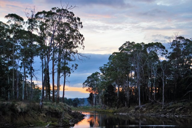 Pic 2018-0407 08 Warrawee Forest Platypus (27) Edit