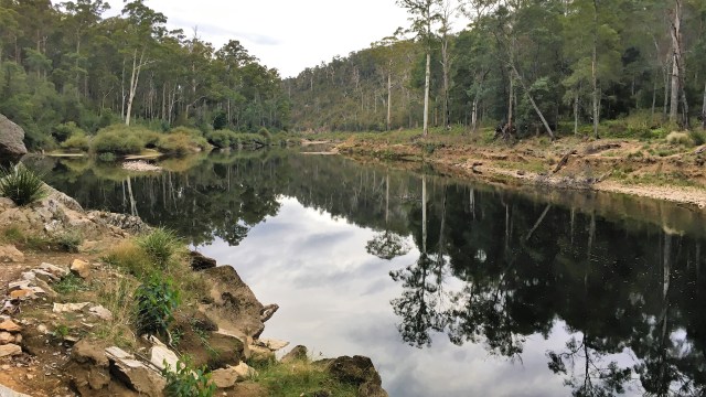 Pic 2018-0407 08 Warrawee Forest Platypus (33) Edit
