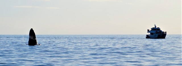 Pic 2018-0723 03 Hervey Bay Whale Watch (185) edit